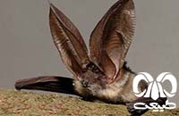 گونه خفاش گوش بلند کوهستانی Mountain Long-eared Bat 